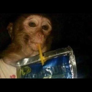 Meet your Posher, Albert